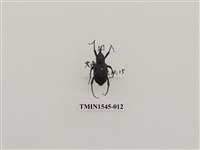 藏品(長錐象鼻蟲科)的圖片